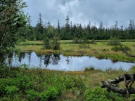 Au coeur du Murgtal, les images bucoliques des randonnées entre forêts et tourbières 