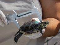 Nées à Mulhouse, les cistudes sont arrivées au parc de Sainte-Croix à Rhodes