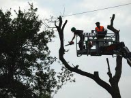 Une soixantaine d'arbres abattus malgré la présence d'opposants